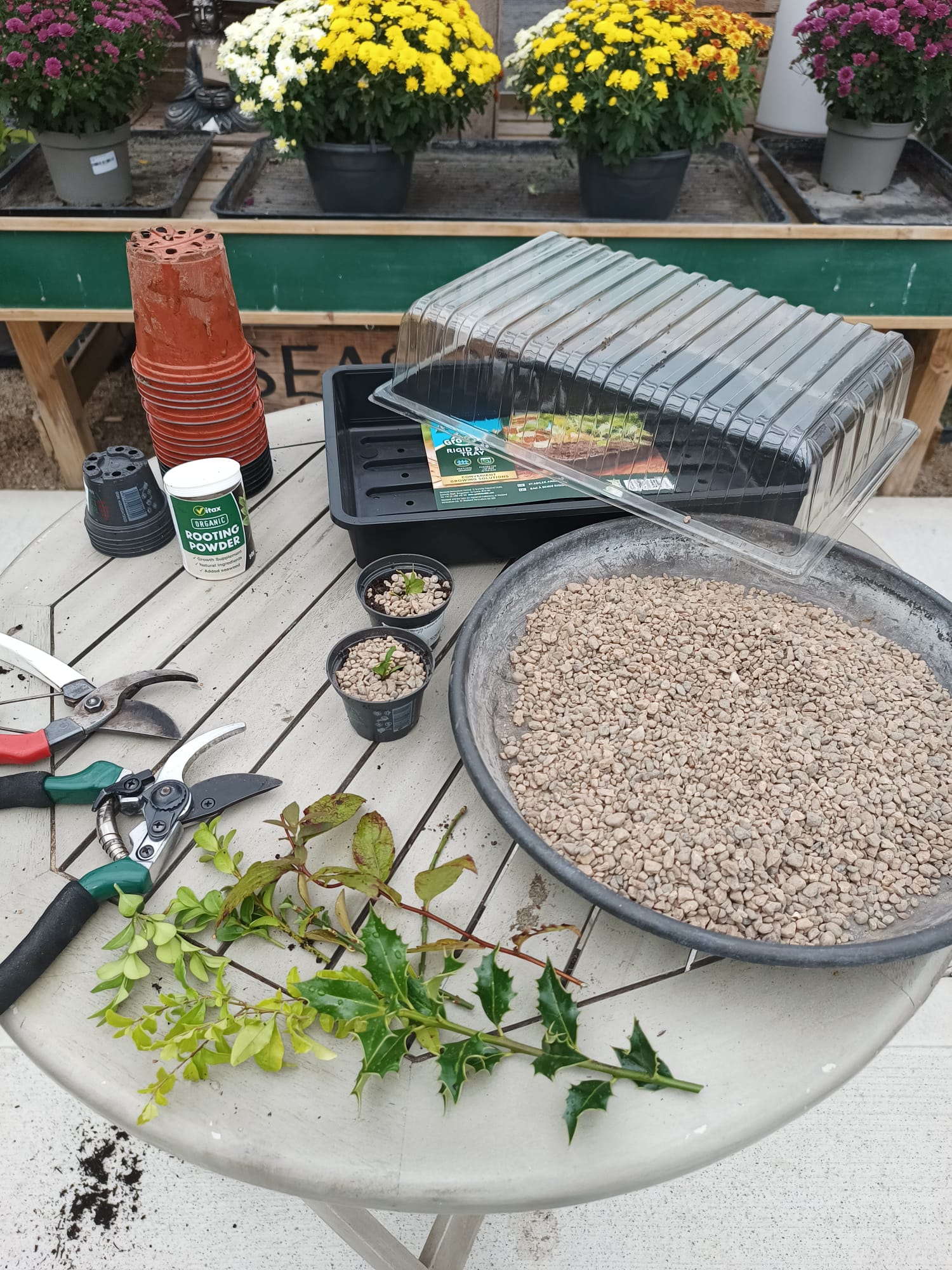 SOLAS: Great Food and Plant Propagation workshop this weekend