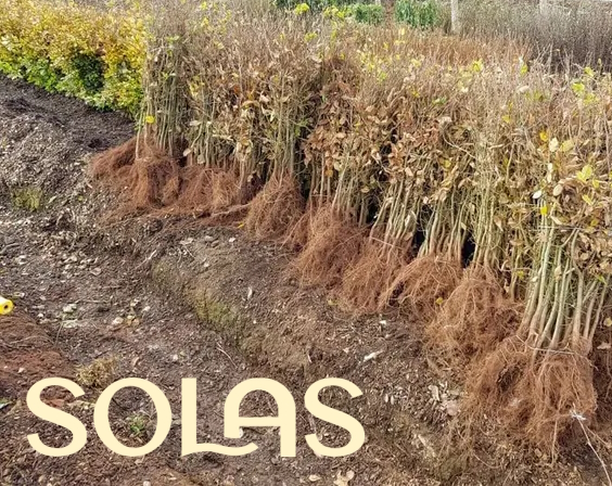 Exciting Double Market Weekend at SOLAS, Bareroot Hedging in Stock